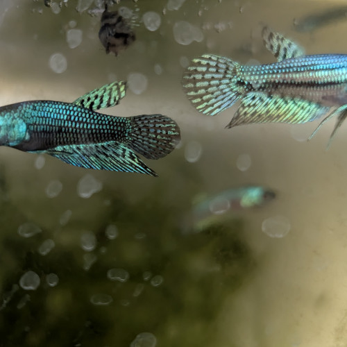 Combattants betta alien green