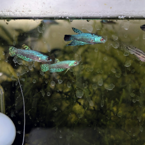 Combattants betta alien green