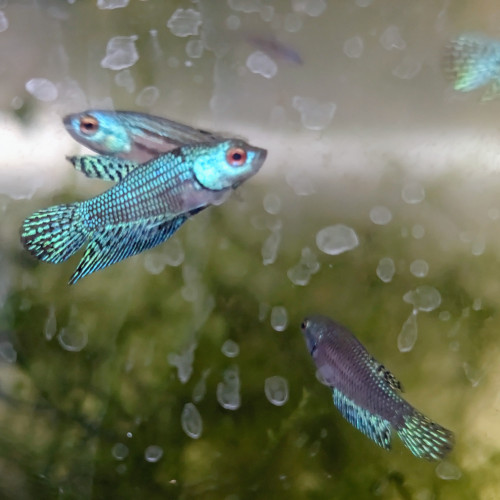 Combattants betta alien green