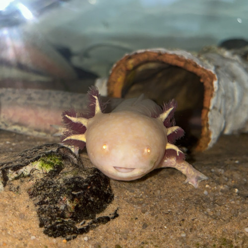 Axolotls
