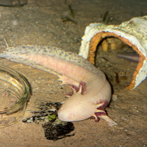 Axolotls