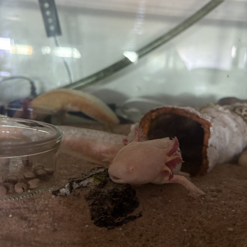 Axolotls