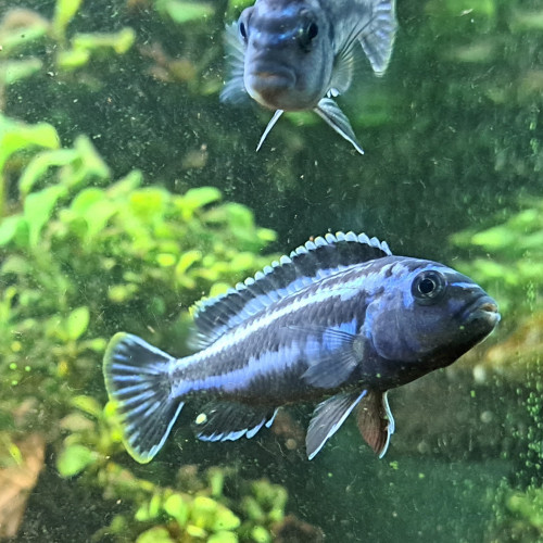 Donne deux Cichlidés melanochromis cyaneorhabdos