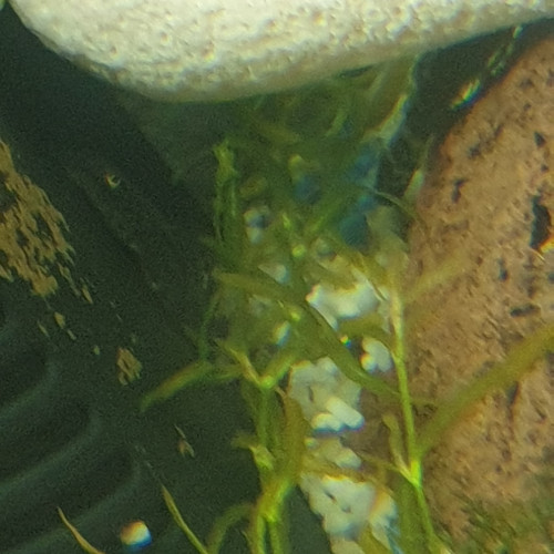 BB ancistrus