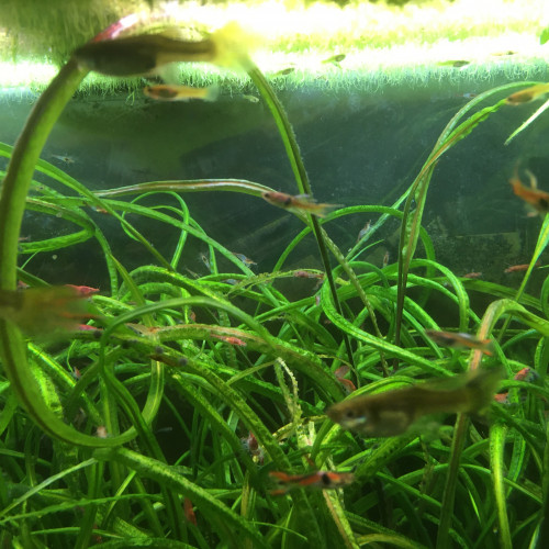 Guppy