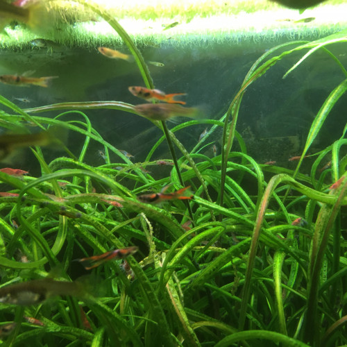 Guppy