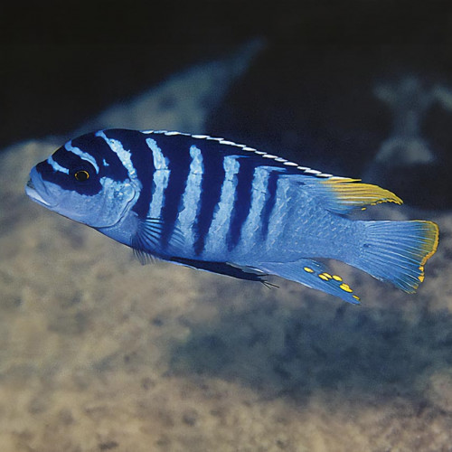 Meylandia Zebra chilumba OB