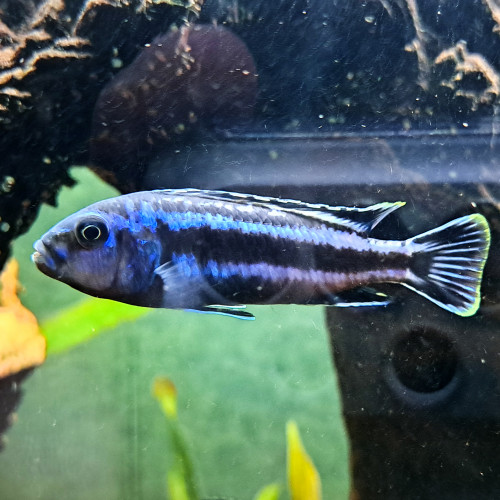 Donne deux Cichlidés melanochromis cyaneorhabdos