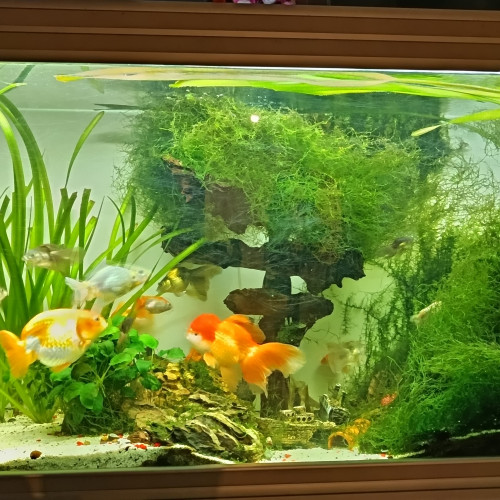 Poisson rouge voile de Chine