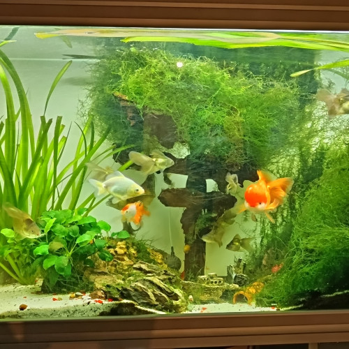 Poisson rouge voile de Chine