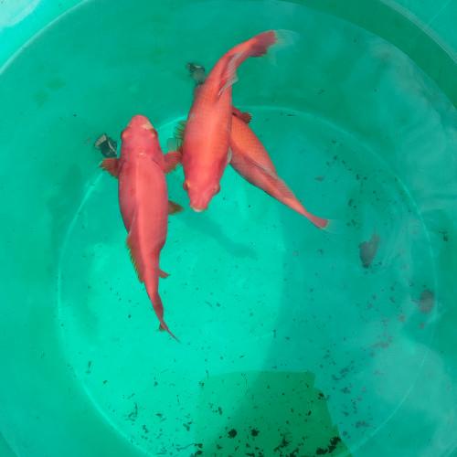 1 Carpe Koï, 3 Poissons rouges, nenuphars, Filtres et pompe