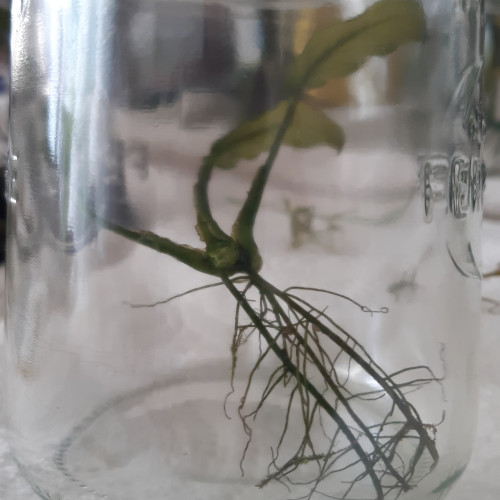 Lot de plante d'aquarium