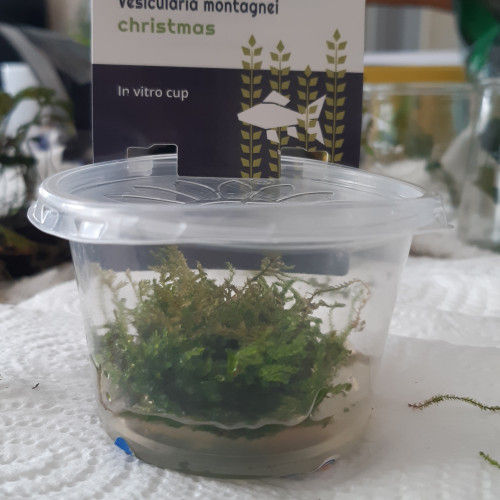 Lot de plante d'aquarium