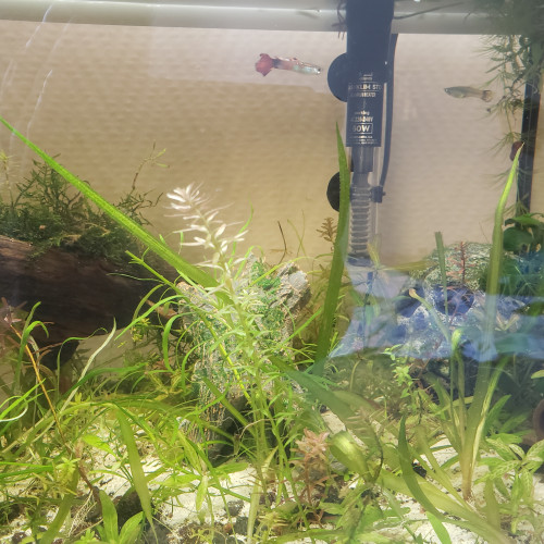 Recherche guppy a donner