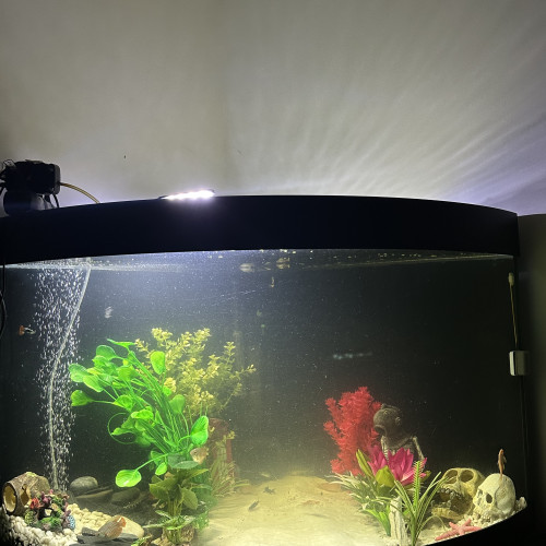 Recherche poisson à récupérer