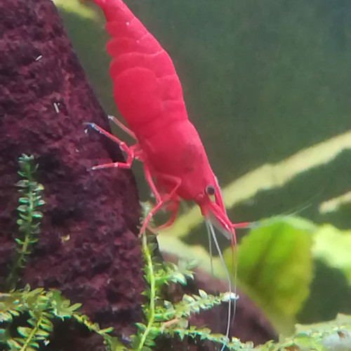 Crevettes Sakura Red Cherry très rouges