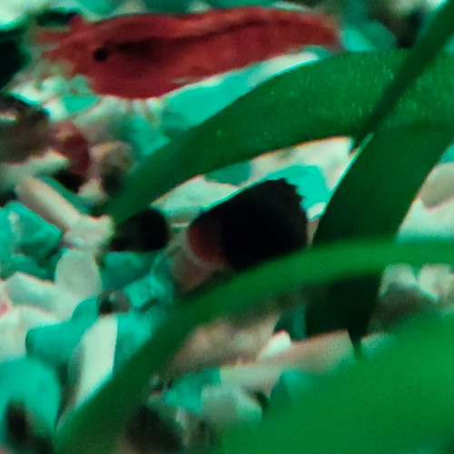 Crevettes rouge et déclassées