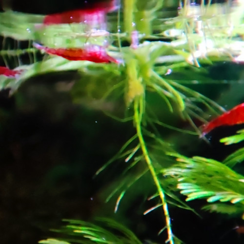 Crevettes rouge et déclassées