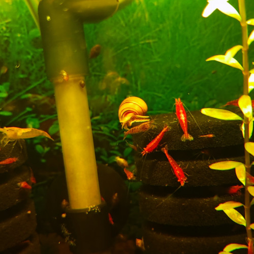 Crevettes rouge et déclassées