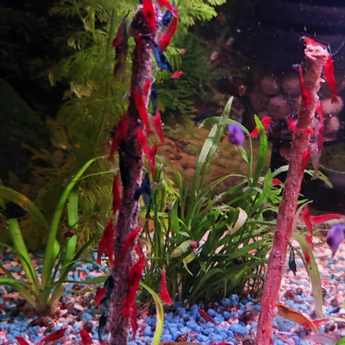 Crevettes rouge et déclassées