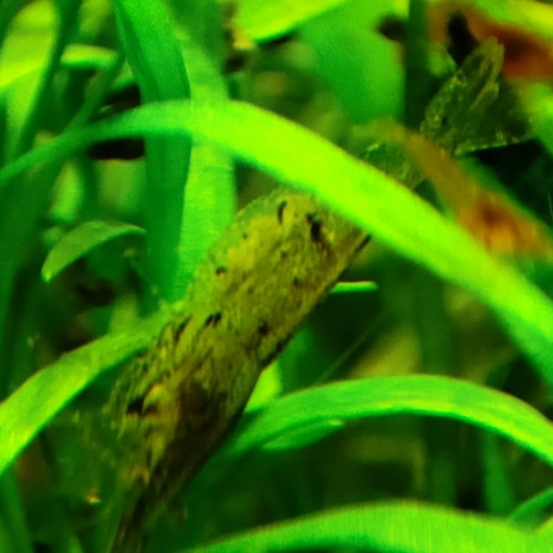 Crevettes rouge et déclassées