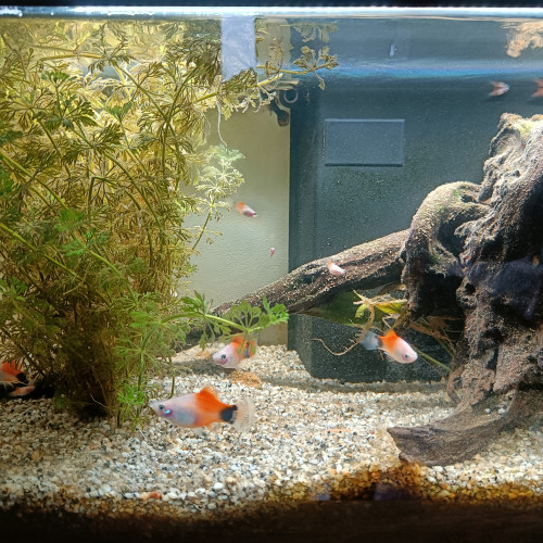 Don de Platy