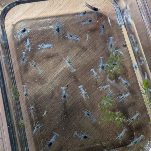 Écrevisses Naines Bleus