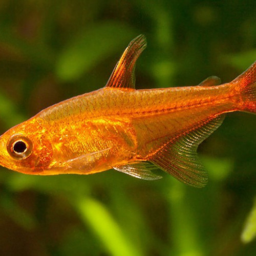 URGENT Donne banc Rasbora amandae adulte 1 an et demis