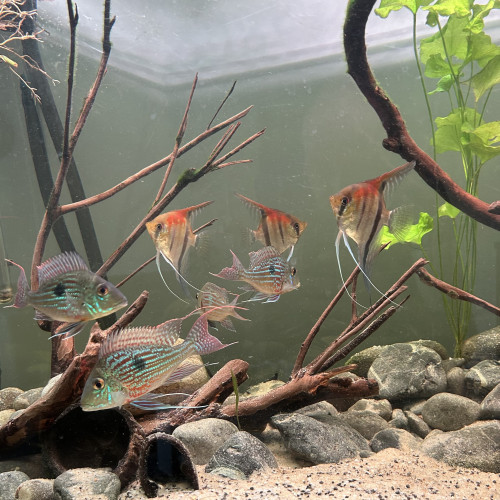 Scalaire red manacapuru et geophagus sveni