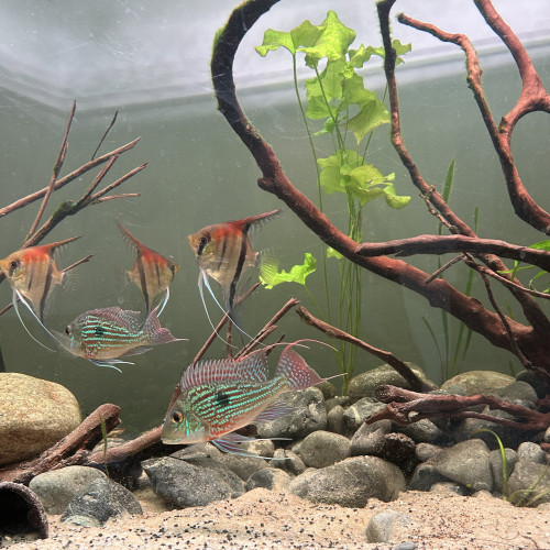 Scalaire red manacapuru et geophagus sveni