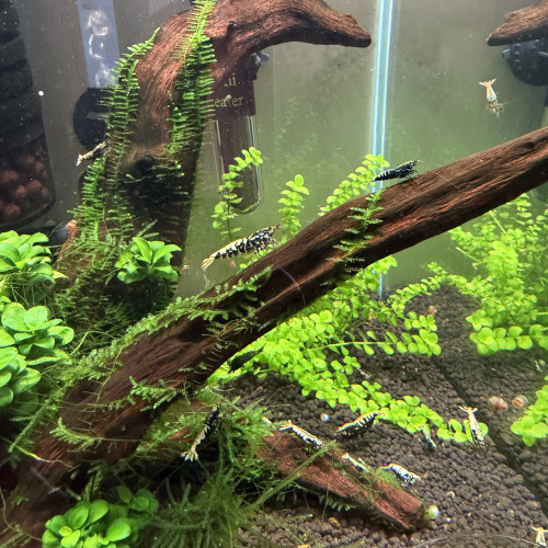 Crevettes
