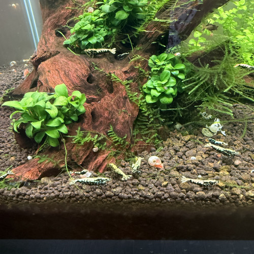 Crevettes