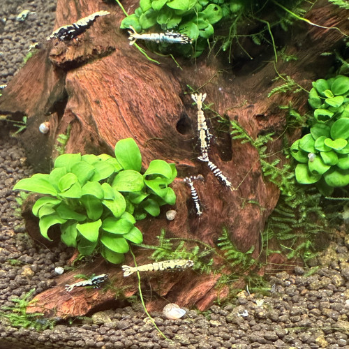 Crevettes