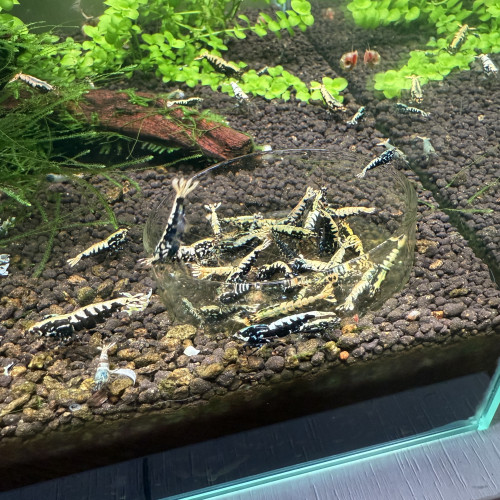 Crevettes