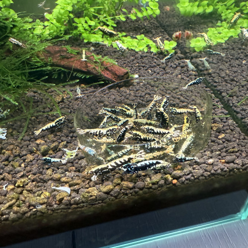 Crevettes
