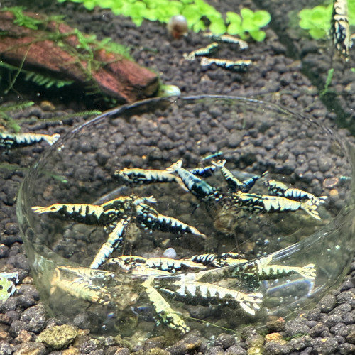 Crevettes