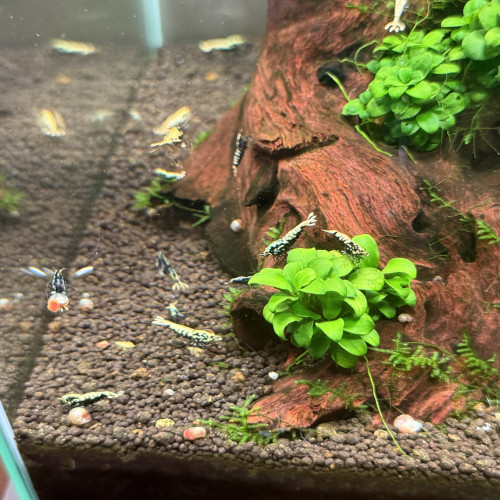 Crevettes