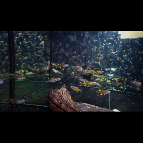 repro pseudomugil fructatus
