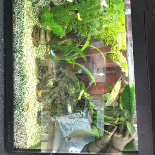 Guppys