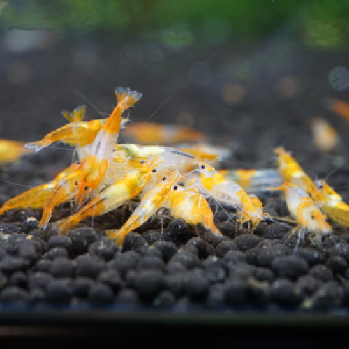 Crevettes rili orange belle souche