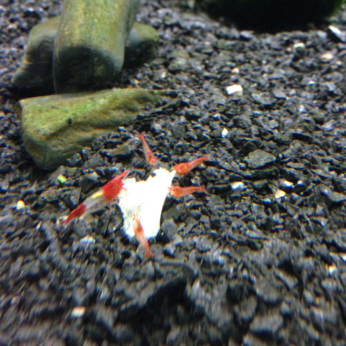 Crevettes Rili Red kohaku sélectionnées