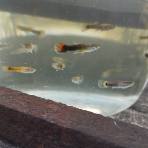 Jeune guppy