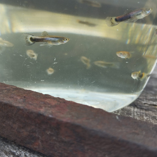 Jeune guppy