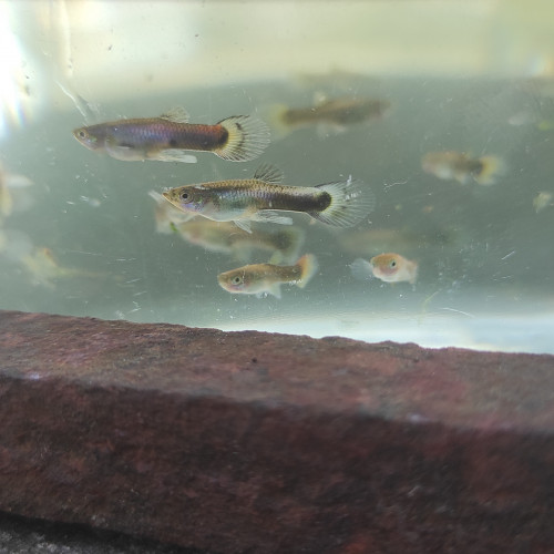 Jeune guppy