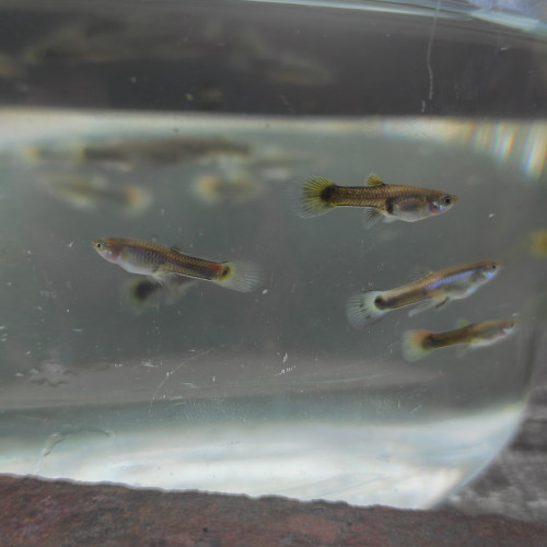 Jeune guppy