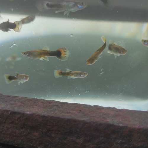 Jeune guppy