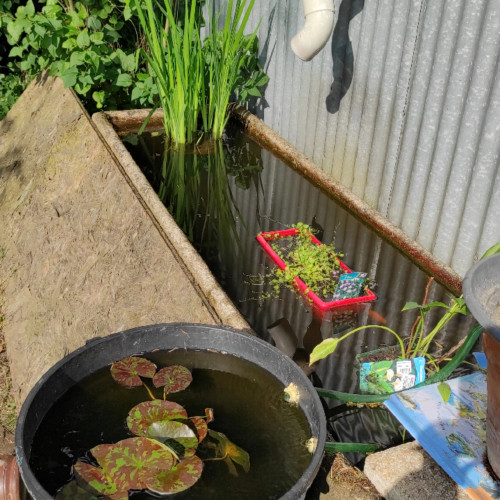 Jeune guppy