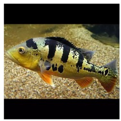 CICHLASOMA OCELLARIS