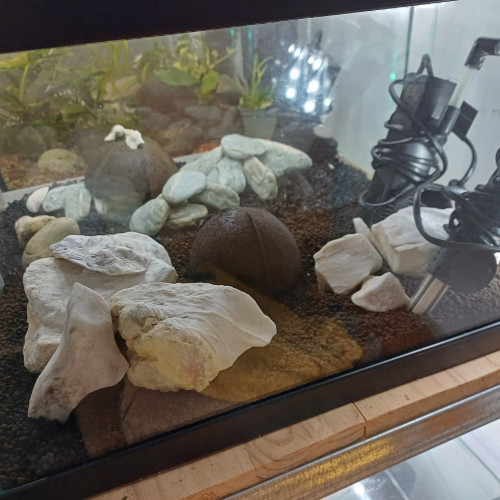 Aquarium 20L sol technique équipé