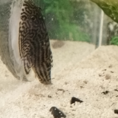 Loche Leopard